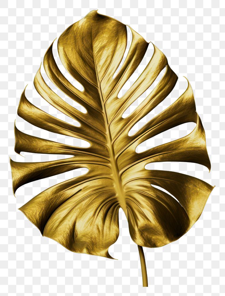 PNG  Monstera plant petal leaf. AI generated Image by rawpixel.