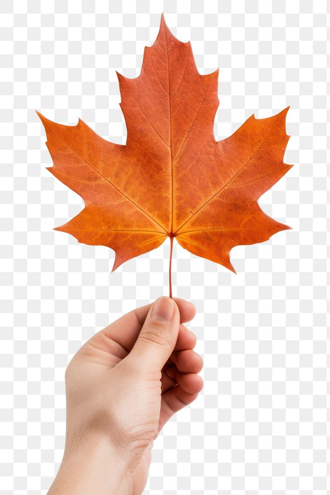 PNG Hand holding maple leaf plant tree white background. AI generated Image by rawpixel.