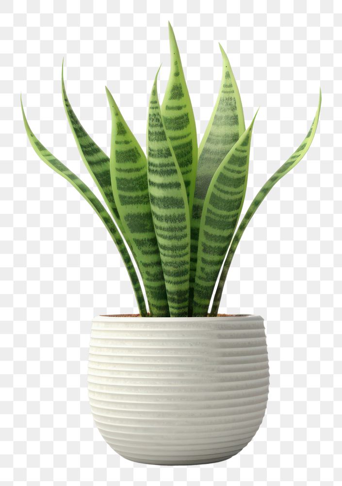 PNG Snake plant vase leaf houseplant. AI generated Image by rawpixel.