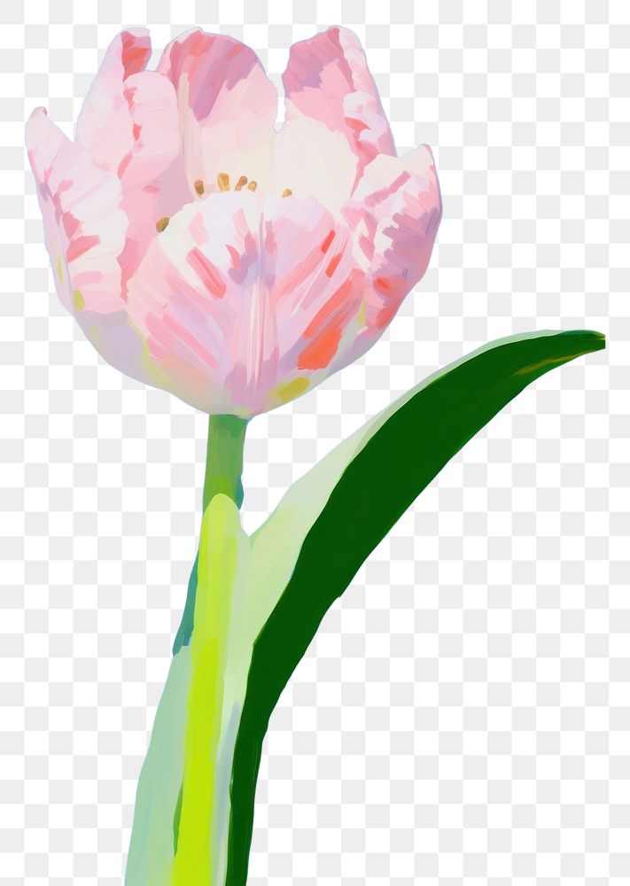 PNG Pink Tulip flower tulip blossom. AI generated Image by rawpixel.