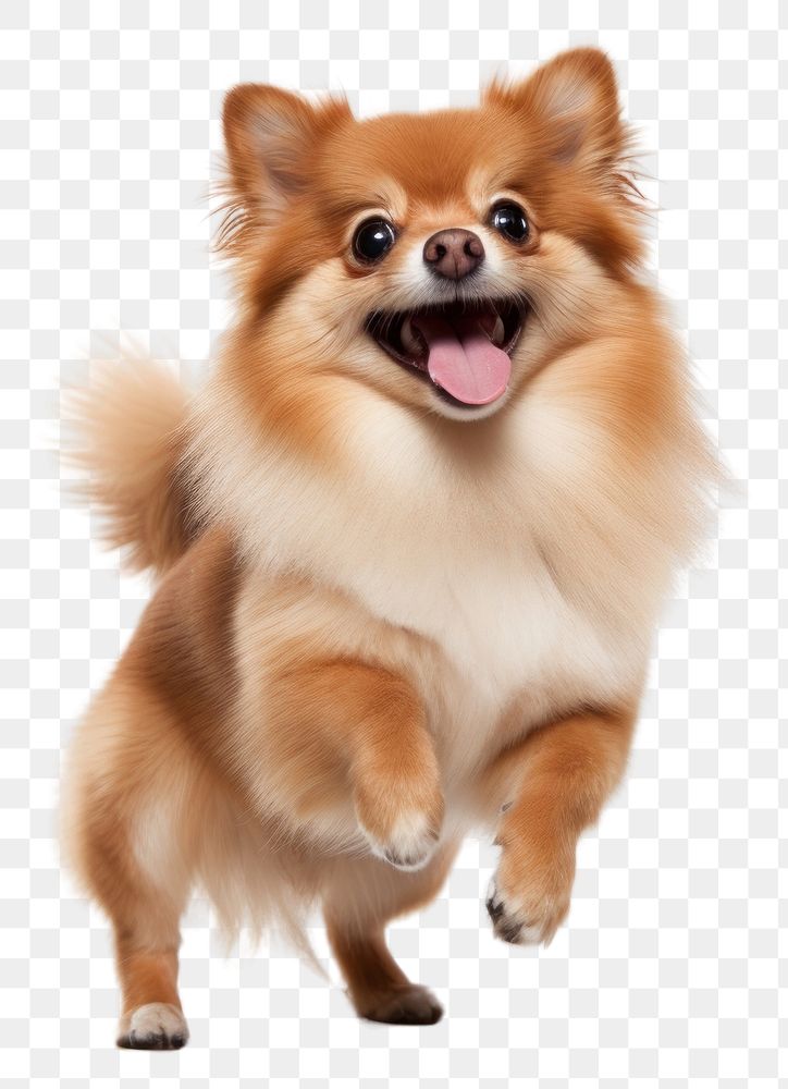 PNG Cute dog papillon mammal animal. AI generated Image by rawpixel.