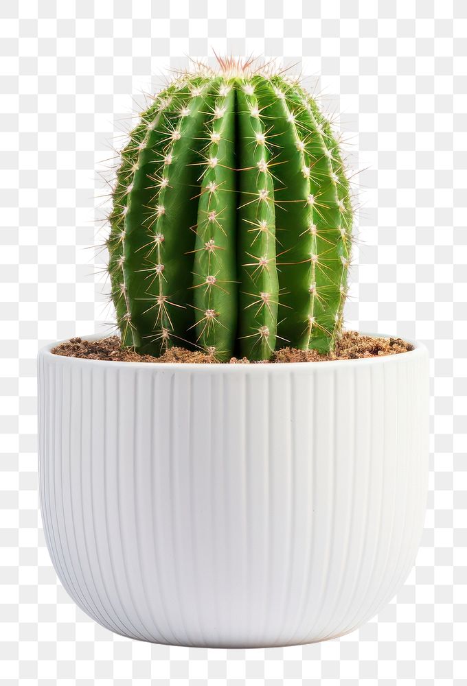 PNG 1 tall cactus in a pot plant white white background. AI generated Image by rawpixel.