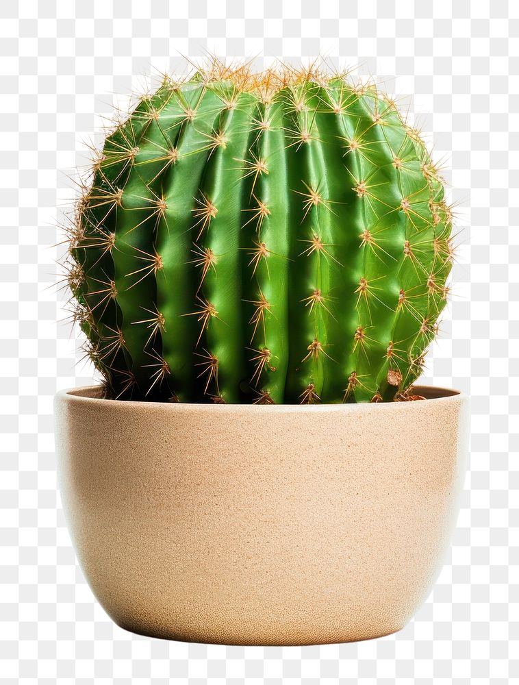 PNG 1 tall cactus in a pot plant white background houseplant. AI generated Image by rawpixel.