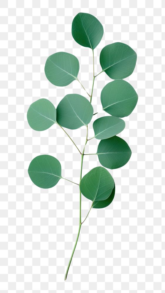 PNG Freshness clover branch nature. AI generated Image by rawpixel.
