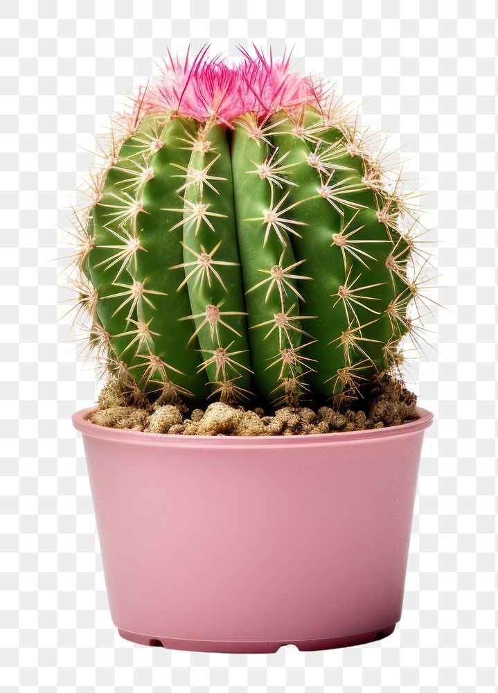 PNG Cactus with 1 flower plant white background inflorescence. AI generated Image by rawpixel.
