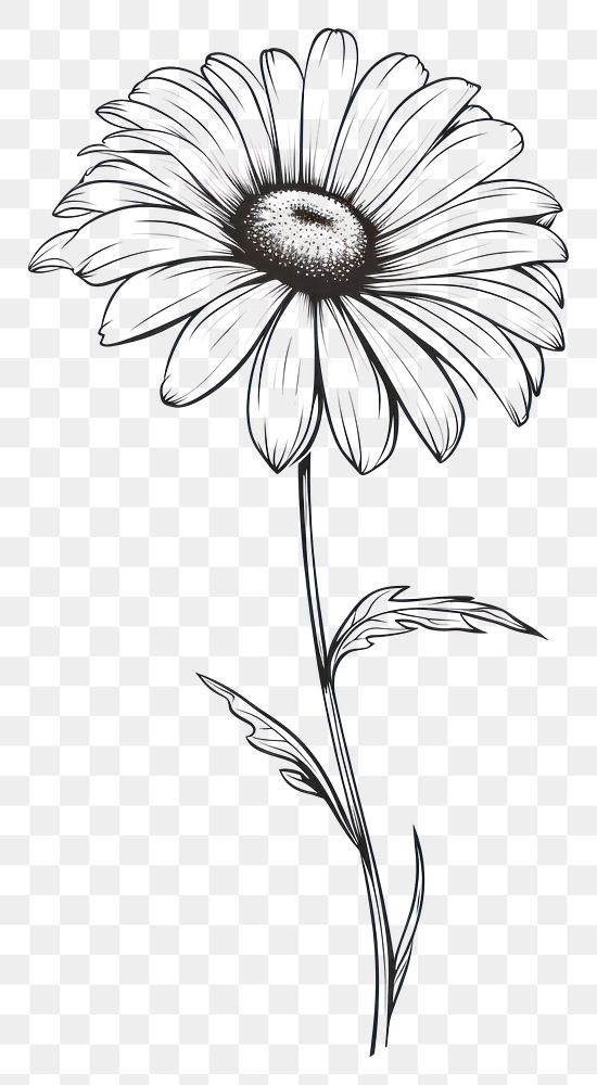 PNG Flower drawing sketch daisy. AI generated Image by rawpixel.