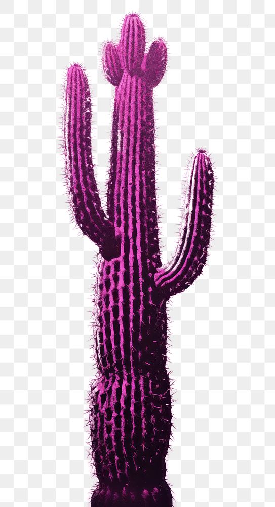PNG Cactus purple magenta plant. AI generated Image by rawpixel.