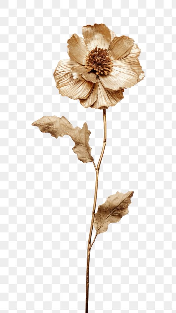 PNG Dried flower and gold brooch plant petal