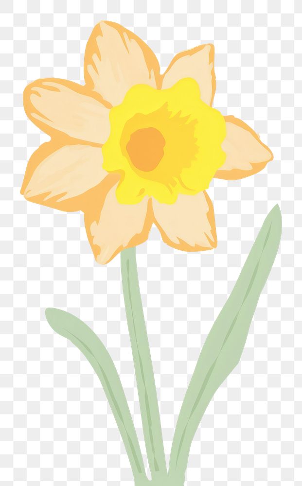 PNG Daffodil flower plant white background. AI generated Image by rawpixel.
