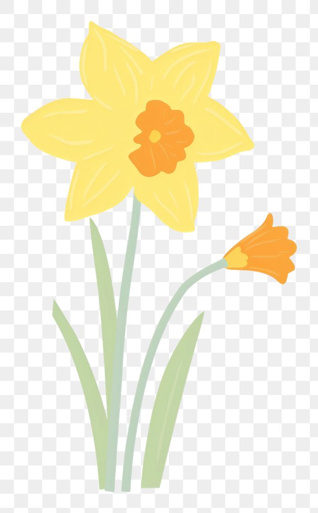 PNG Daffodil outdoors flower nature. AI generated Image by rawpixel.