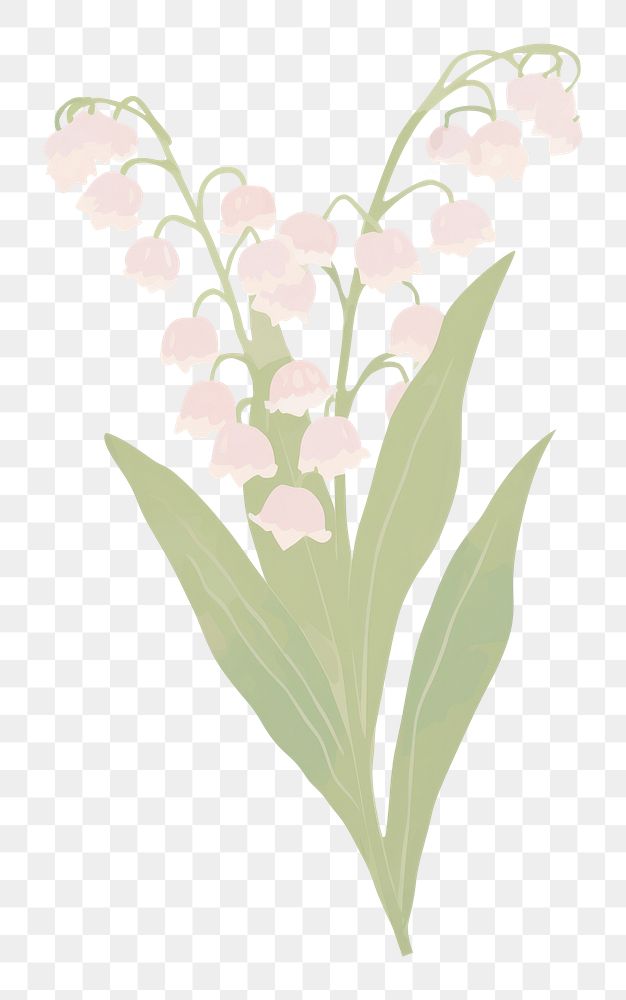PNG Lily of the valley flower plant petal leaf. AI generated Image by rawpixel.