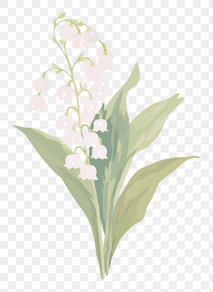 PNG Lily of the valley flower blossom plant white background. AI generated Image by rawpixel.