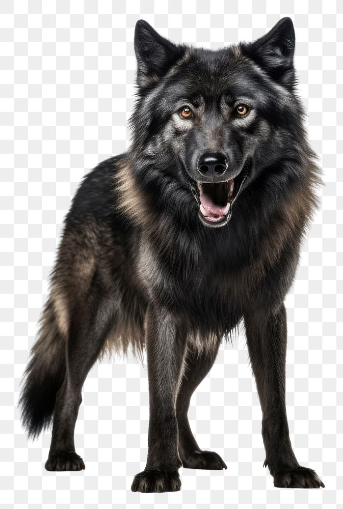 PNG Wolf mammal animal black. AI generated Image by rawpixel.