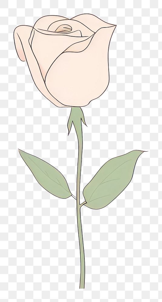 PNG  Pink rose cartoon drawing flower. AI generated Image by rawpixel.