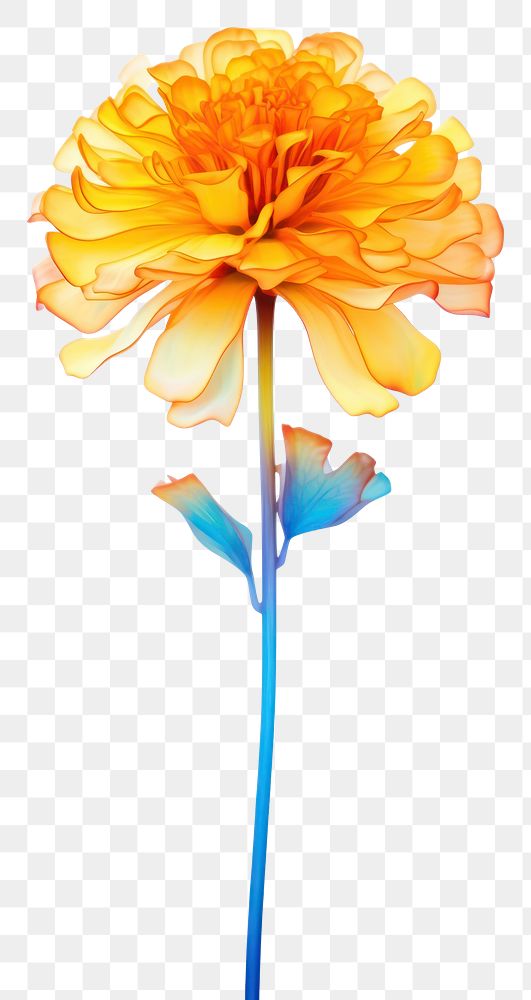 PNG Marigold flower dahlia petal. AI generated Image by rawpixel.