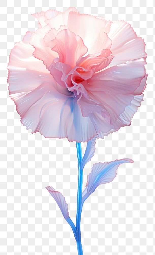 PNG Carnation flower blossom plant. AI generated Image by rawpixel.