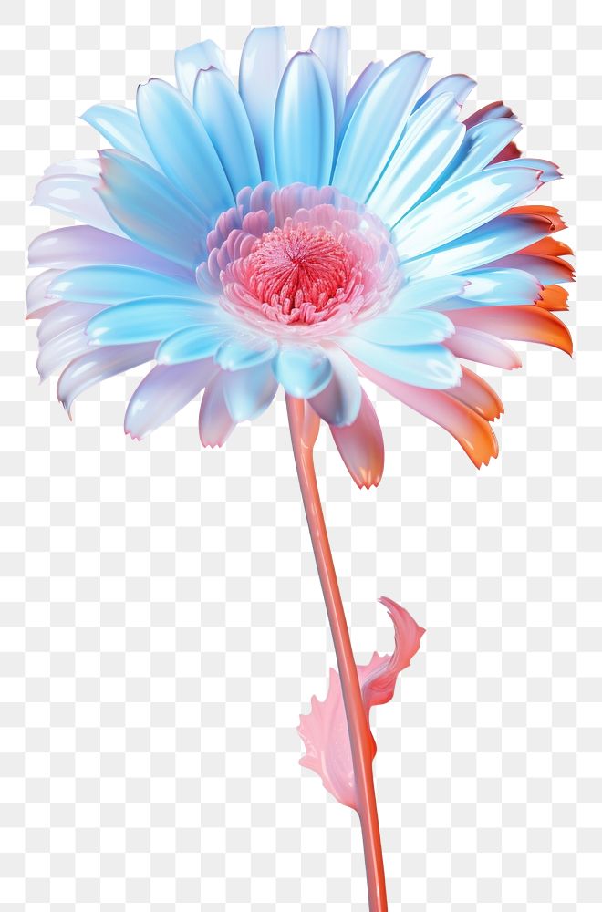 PNG Gerberas flower petal daisy. AI generated Image by rawpixel.