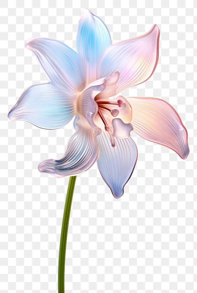 PNG Snowdrop flower blossom orchid. AI generated Image by rawpixel.