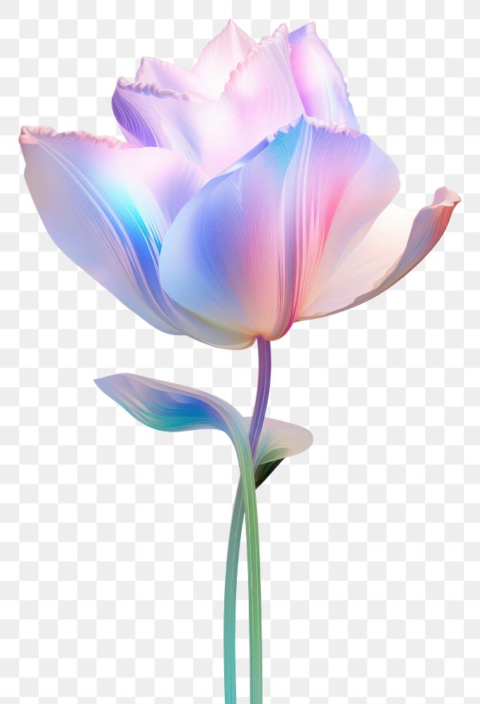 PNG Tulip flower petal plant. AI generated Image by rawpixel.