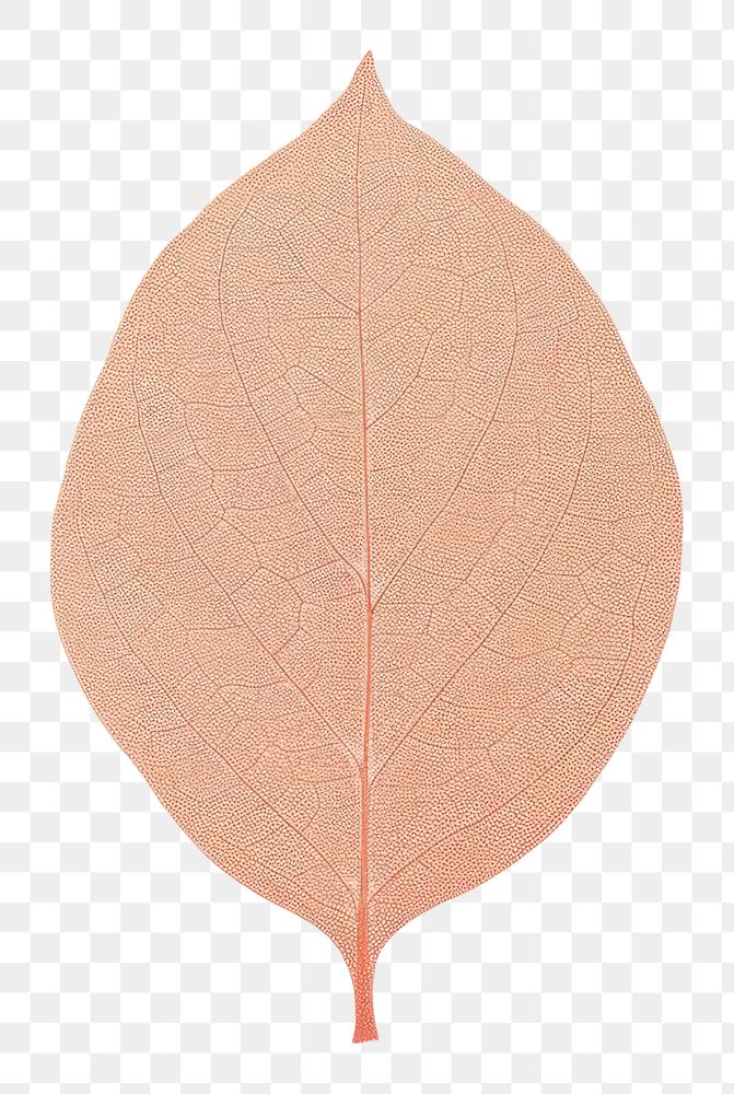 PNG Leaf plant petal textured. AI generated Image by rawpixel.