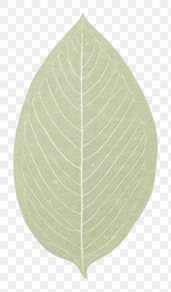 PNG Leaf plant pattern drawing. AI generated Image by rawpixel.