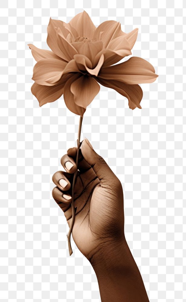 PNG  Hand holding a flower photography finger petal. AI generated Image by rawpixel.