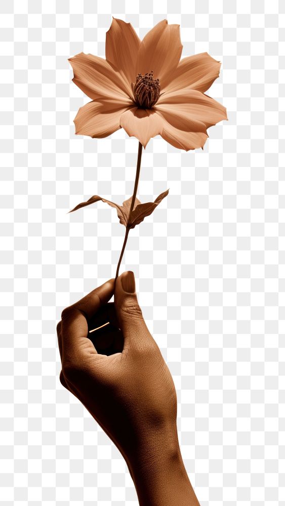 PNG Hand holding a flower photography finger petal. AI generated Image by rawpixel.