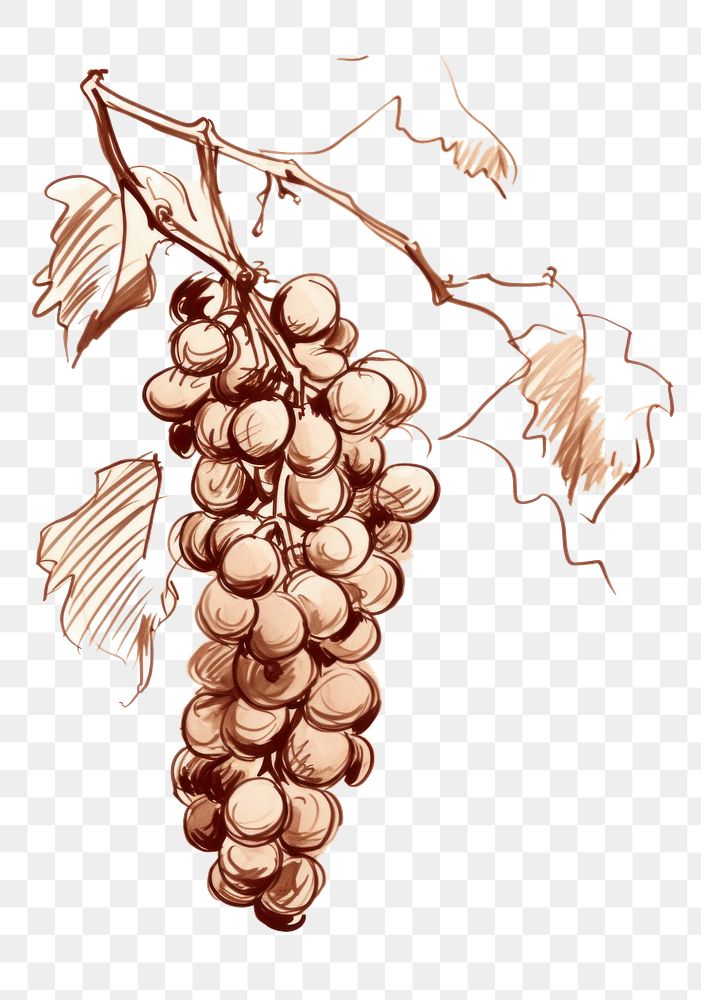 PNG Vineyard drawing sketch grapes. AI generated Image by rawpixel.