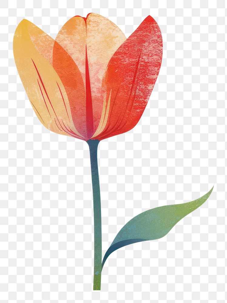 PNG  Tulip flower petal plant. AI generated Image by rawpixel.