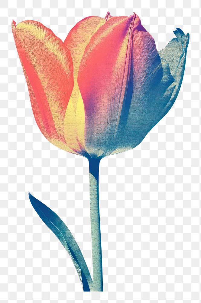 PNG  Tulip flower petal plant. AI generated Image by rawpixel.