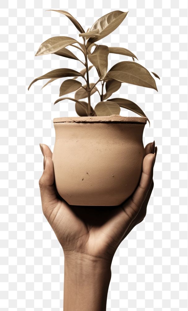 PNG  Woman hand holding potted plant vase leaf. AI generated Image by rawpixel.