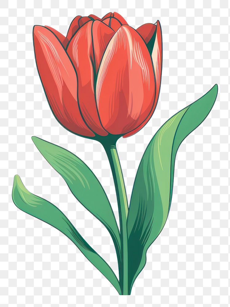 PNG  A tulip with green leaves flower plant inflorescence. AI generated Image by rawpixel.