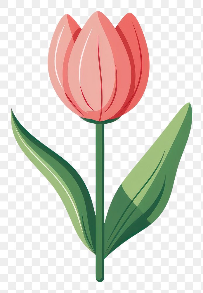 PNG A tulip with green leaves flower plant inflorescence. AI generated Image by rawpixel.