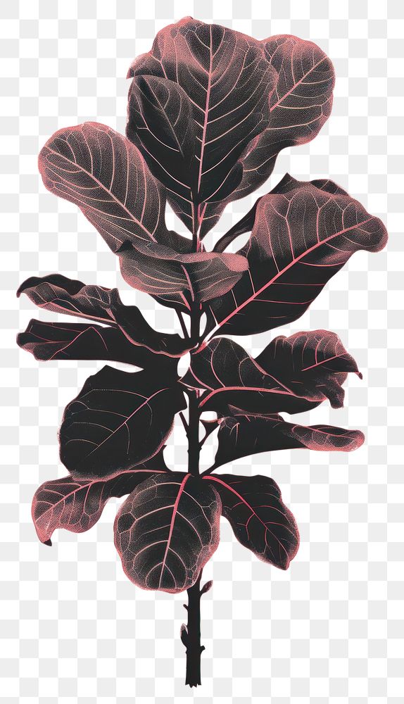 PNG Plant leaf red nature. AI generated Image by rawpixel.