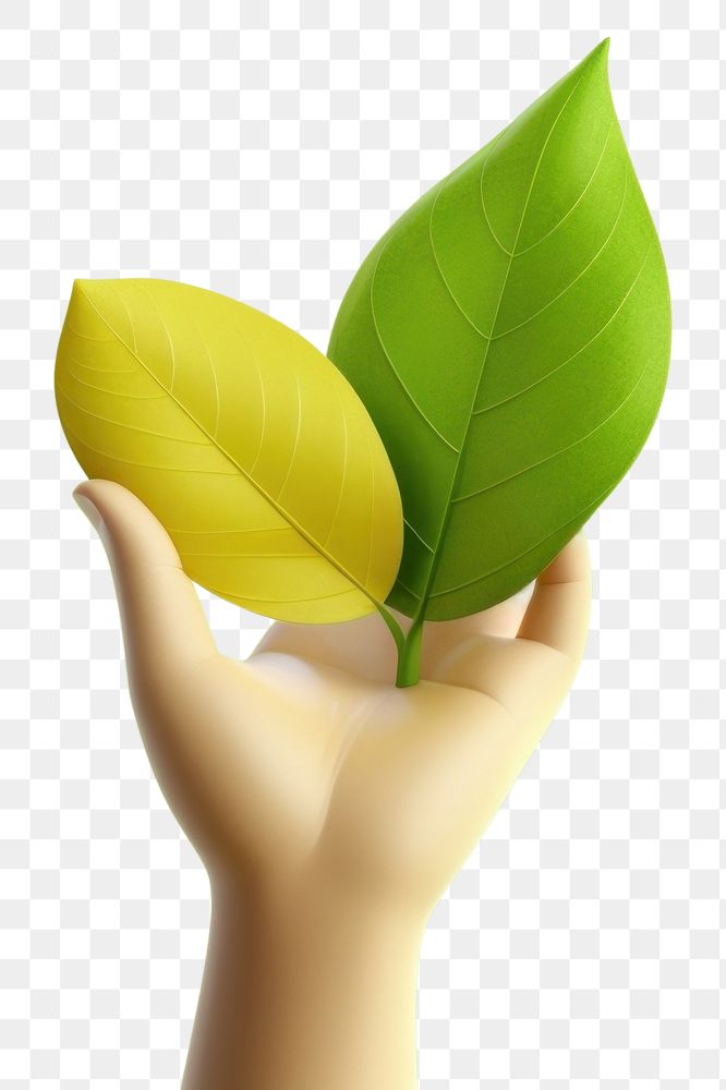 PNG Hand holding a leaf green adult plant. AI generated Image by rawpixel.
