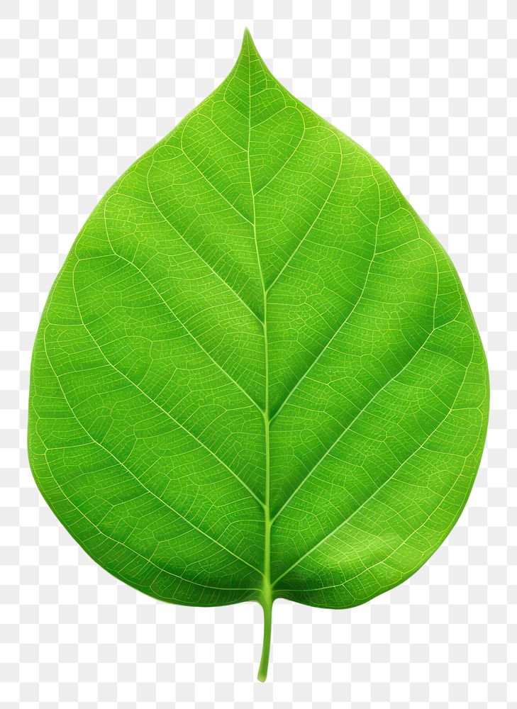 PNG  Green lea leaf plant white background. AI generated Image by rawpixel.