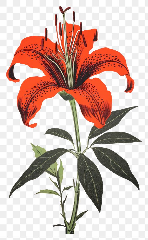 PNG Tiger lily flower plant red. AI generated Image by rawpixel.