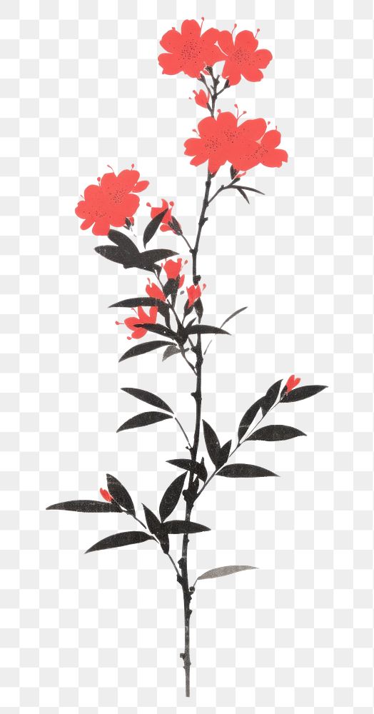 PNG Sakura flower plant petal leaf. AI generated Image by rawpixel.