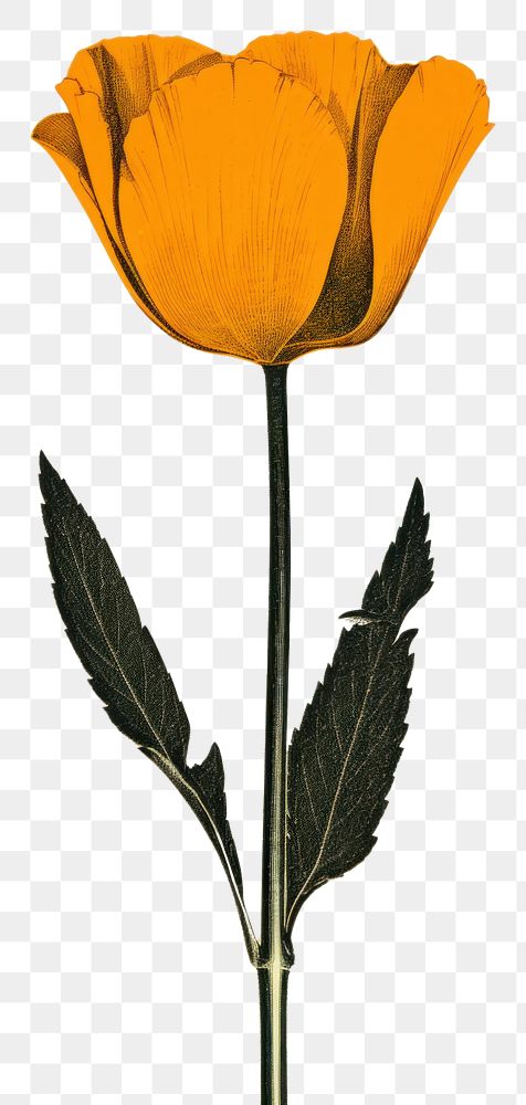 PNG Silkscreen of a california poppy flower petal plant leaf. AI generated Image by rawpixel.