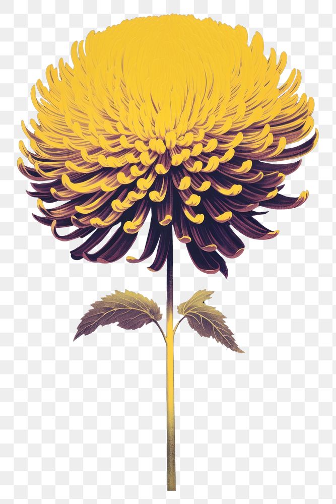 PNG Chrysanthemum flower chrysanths sunflower dahlia. AI generated Image by rawpixel.