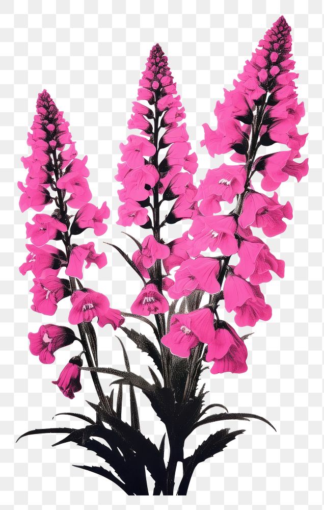 PNG Foxgloves flower blossom plant petal. AI generated Image by rawpixel.