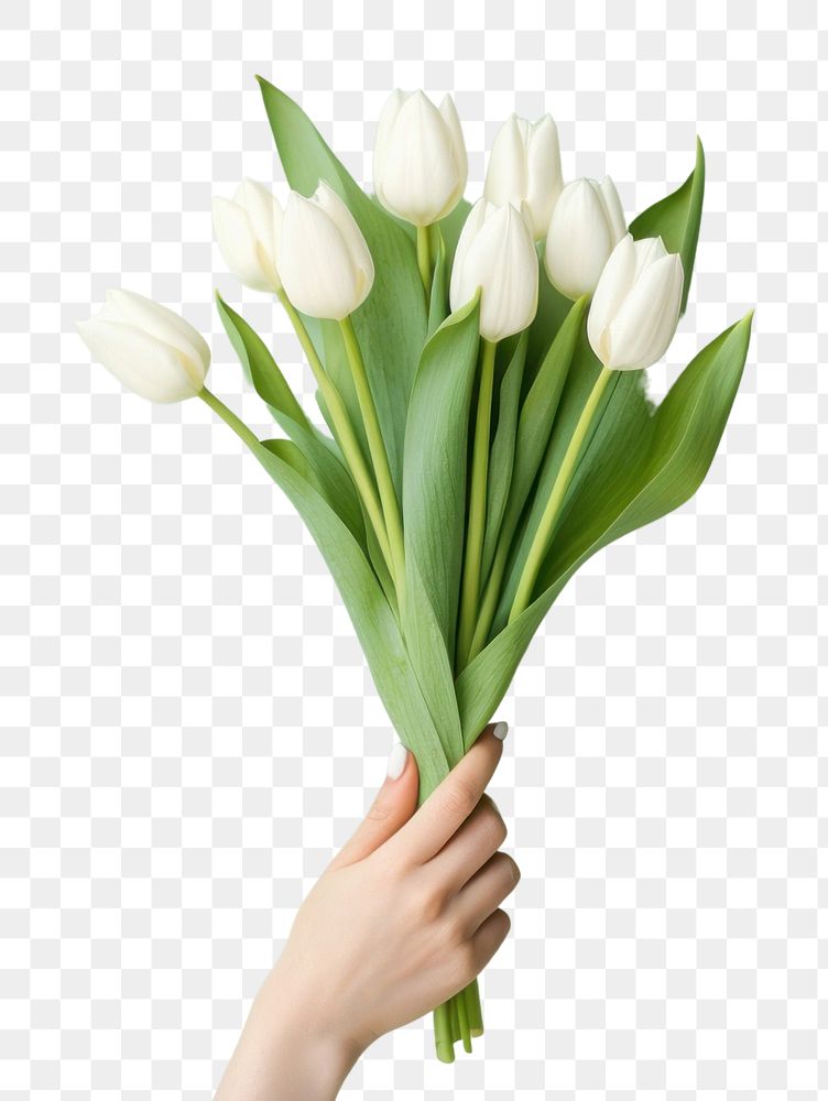 PNG Hands holding paper bunch of white tulip flower plant green. AI generated Image by rawpixel.