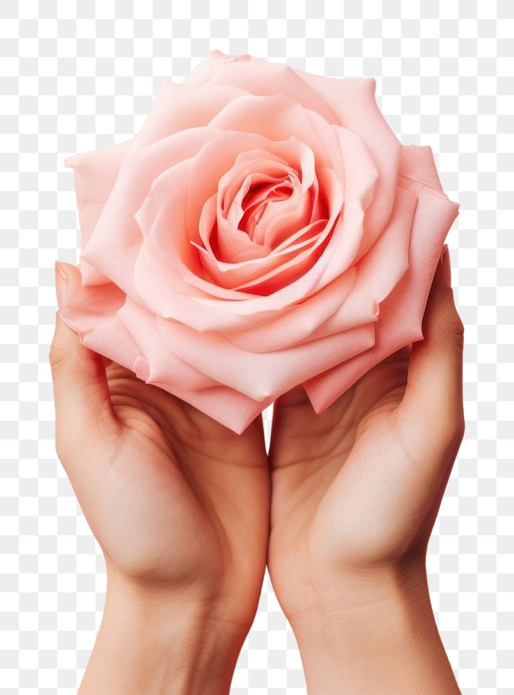 PNG Hands holding rose flower petal plant. AI generated Image by rawpixel.