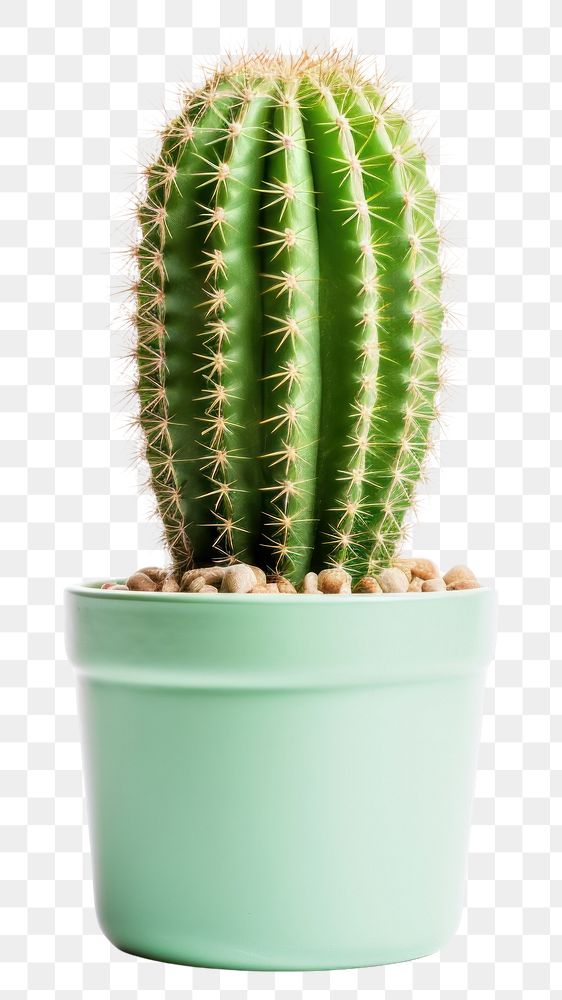 PNG A cactus plant white background houseplant. AI generated Image by rawpixel.