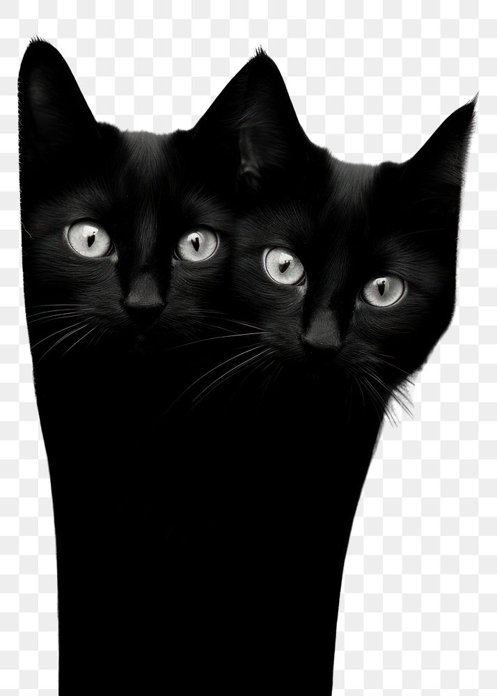 PNG Two black kitten animal mammal white. AI generated Image by rawpixel.