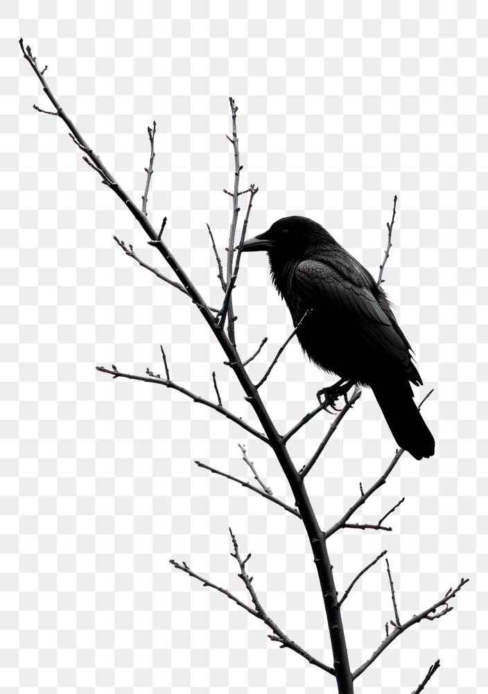 PNG A crow and the moon animal black bird