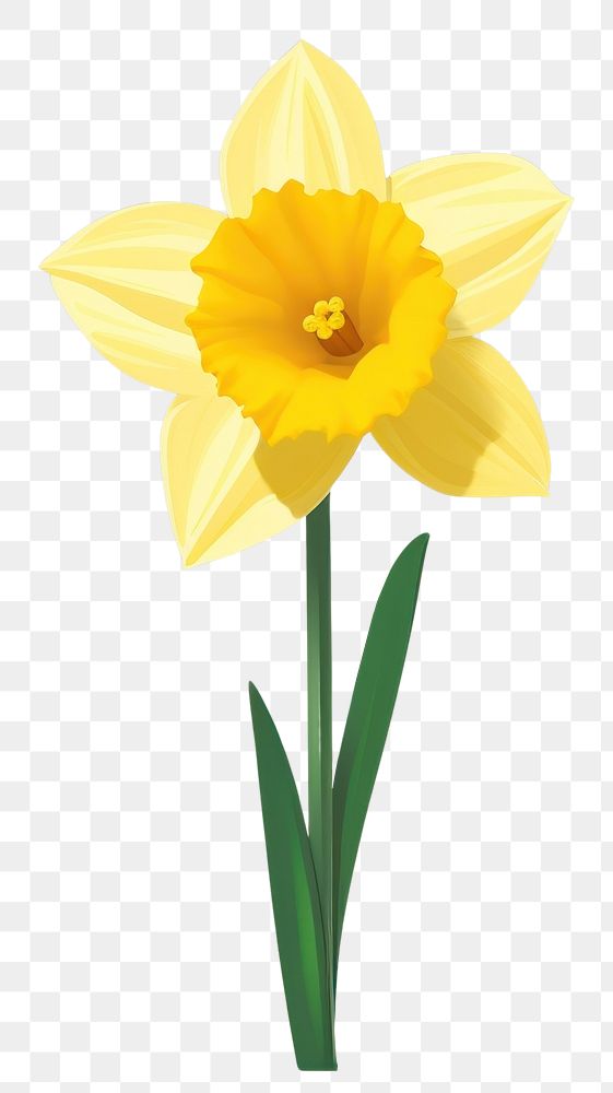 PNG Daffodil flower yellow plant. AI generated Image by rawpixel.