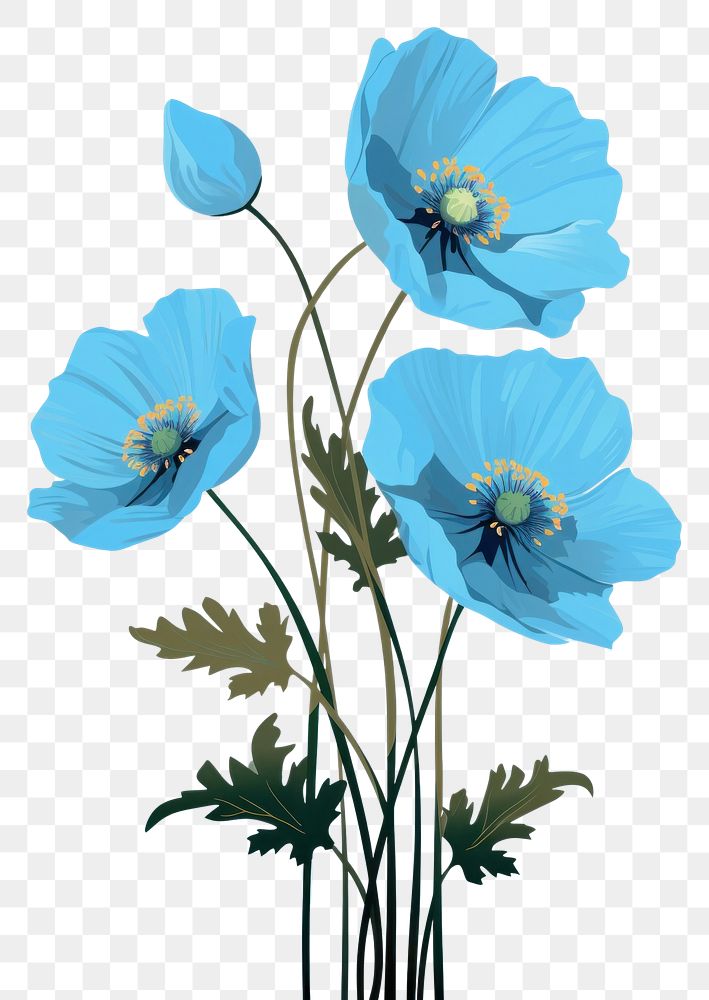 PNG Himalayan blue poppy bouquet flower plant inflorescence. AI generated Image by rawpixel.