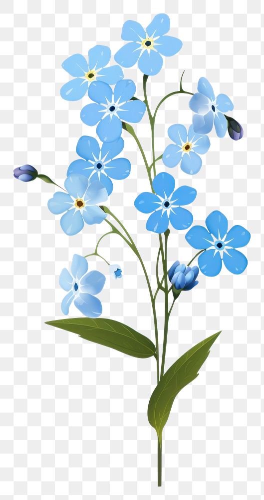 PNG Forget me not blossom flower plant. 