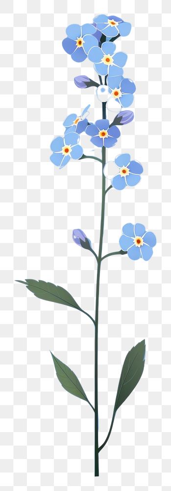 PNG Forget me not blossom flower plant. 